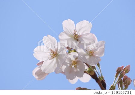 春の光と桜 139195731