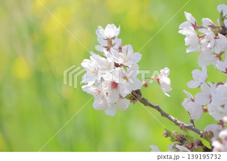 春の光と桜　菜の花背景 139195732