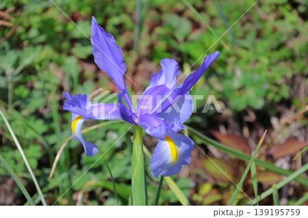 青紫色の花 アヤメ類 青紫色の花 アヤメ類 139195759