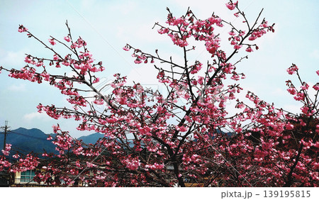 満開のピンクの桜と山並みの風景　青空に映える春の日本の自然 139195815