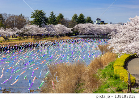 鯉のぼりと桜並木 鯉のぼりと桜並木 139195818