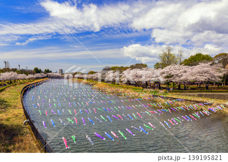 満開の桜と鯉のぼりの美しい風景 139195821