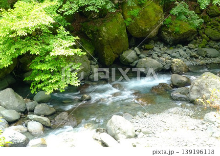 【神奈川県】新緑の美しい早戸川渓谷 139196118