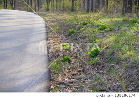 An asphalt road in a park against the backdrop of a sunlit spring forest. An asphalt road in a park against the backdrop of a sunlit spring forest. 139196174