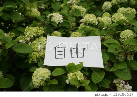 自由と紫陽花の風景 自由と紫陽花の風景 139196517