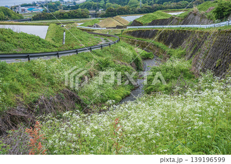 大津市八屋戸の棚田 滋賀県 大津市八屋戸の棚田 滋賀県 139196599