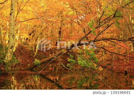 秋の奥入瀬渓流の滝と紅葉 秋の奥入瀬渓流の滝と紅葉 139196691