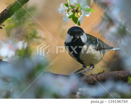 木に止まるシジュウカラ 139196784