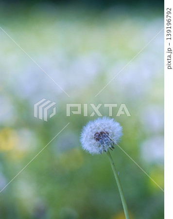 ふんわりふわふわしたタンポポの綿毛 139196792