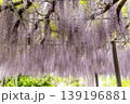 藤の花のある風景 139196881
