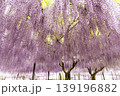 藤の花が満開 139196882