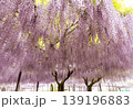 藤のある風景 139196883