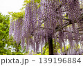 藤の花のある風景 139196884