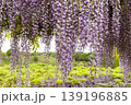 藤の花のある風景 139196885