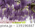 藤の花が満開 139196887