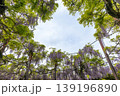 藤の花が満開になった藤棚 139196890