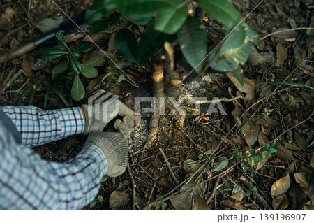 Man cutting a tree with a chainsaw Man cutting a tree with a chainsaw 139196907