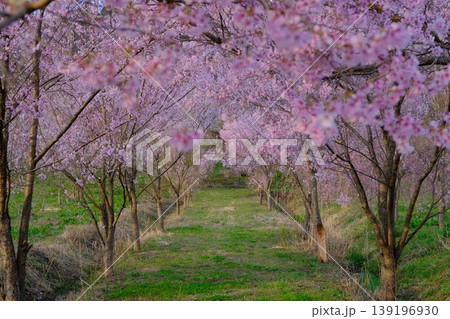 桜の小道 桜の小道 139196930