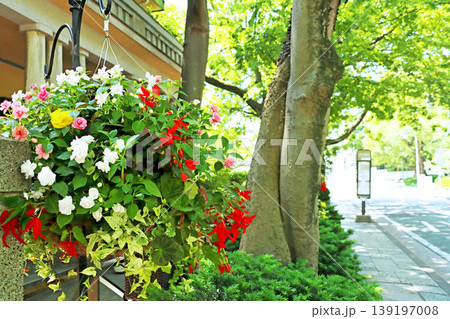 テラスのバスケットに咲いた春の花 テラスのバスケットに咲いた春の花 139197008