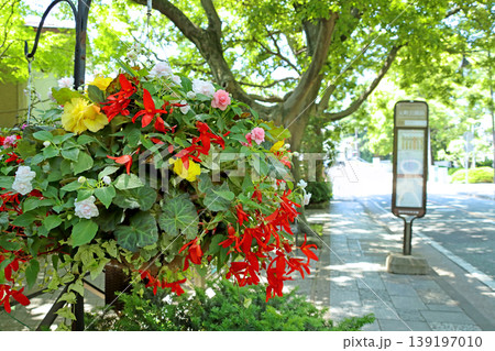 テラスのバスケットに咲いた春の花 テラスのバスケットに咲いた春の花 139197010
