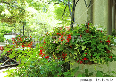 テラスのバスケットに咲いた春の花 テラスのバスケットに咲いた春の花 139197012
