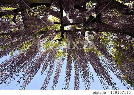 フジの花 フジの花 139197110