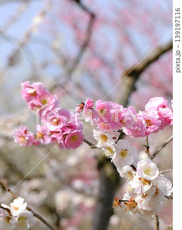 梅の花 梅の花 139197116