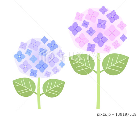 紫陽花の花のイラスト。ピンク色と紫色のアジサイ。 139197319