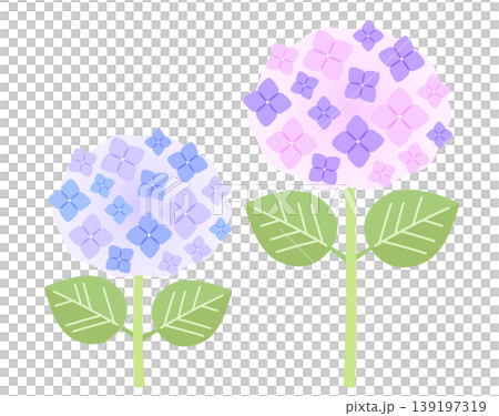 紫陽花の花のイラスト。ピンク色と紫色のアジサイ。 139197319