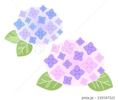 紫陽花の花のイラスト。ピンク色と紫色のアジサイ。 139197322