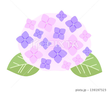 紫陽花の花のイラスト。ピンク色のアジサイ。 139197323