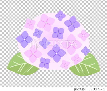 紫陽花の花のイラスト。ピンク色のアジサイ。 139197323