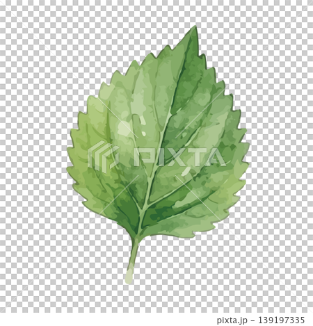 Watercolor-style illustration of perilla leaves Watercolor-style illustration of perilla leaves 139197335