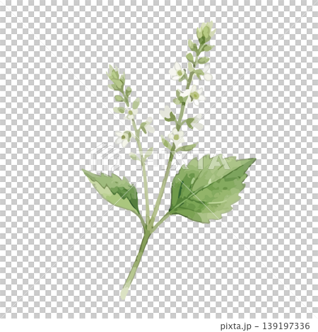 Watercolor-style illustration of perilla leaves Watercolor-style illustration of perilla leaves 139197336