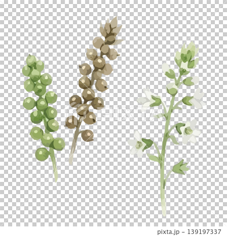 Watercolor-style illustration of perilla leaves Watercolor-style illustration of perilla leaves 139197337