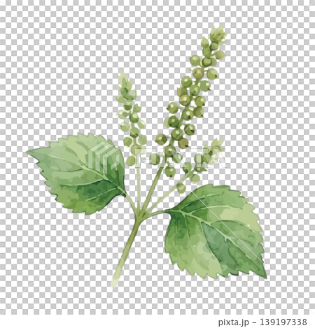 Watercolor-style illustration of perilla leaves Watercolor-style illustration of perilla leaves 139197338