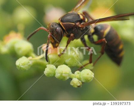 焦茶色のアシナガバチ、ヤブガラシの花で 139197373