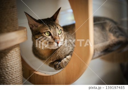 tabby cat resting on a modern transparent capsul bed on cat tree tower, wooden cat climber tabby cat resting on a modern transparent capsul bed on cat tree tower, wooden cat climber 139197485