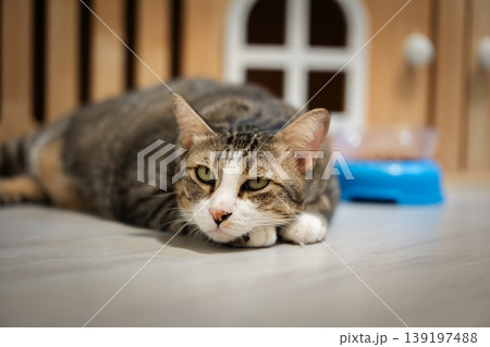 tabby cat lying down next to a blue bowl full of dry food on the floor at home tabby cat lying down next to a blue bowl full of dry food on the floor at home 139197488