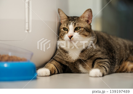 tabby cat sitting next to a modern automatic self-cleaning litter box and a bowl full of dry food at home. tabby cat sitting next to a modern automatic self-cleaning litter box and a bowl full of dry food at home. 139197489