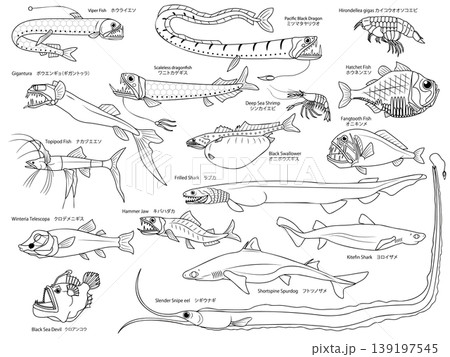 塗り絵にもなる、沢山の主線のみの深海魚のイラストセット 塗り絵にもなる、沢山の主線のみの深海魚のイラストセット 139197545