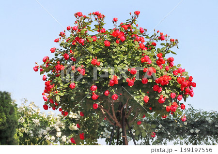 バラ バラ 139197556