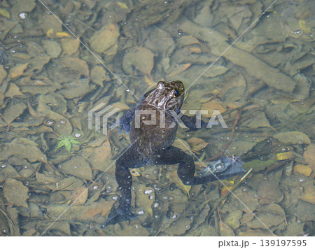 落ち葉の池でくつろぐ大蛙 139197595