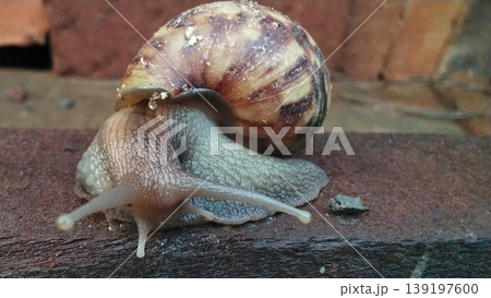 Land Snail Crawls on the Surface of Red Bricks 139197600