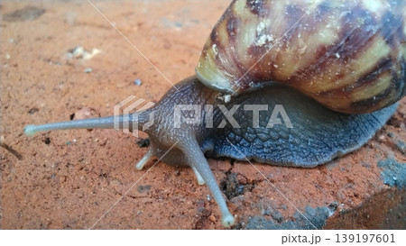 Land Snail Crawls on the Surface of Red Bricks Land Snail Crawls on the Surface of Red Bricks 139197601