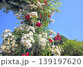 バラ 139197620