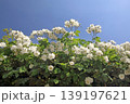 バラ 139197621