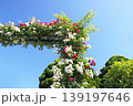 バラ 139197646