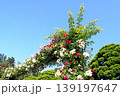 バラ 139197647