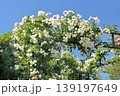 バラ 139197649